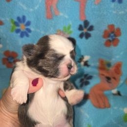 Luna - Blue and white female Shih Tzu puppy in Wakeman, Ohio from Gemstone Puppies