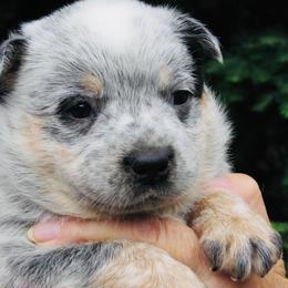 Savanna - Blue speckled female Australian Cattle Dog puppy in Redding, California from Macushla Kennel
