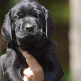 Dahlia - Black female Labrador Retriever puppy in Carthage, North Carolina from Wicked Pines Retrievers