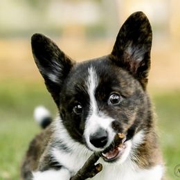 Cardigan Welsh Corgis from K9 Pawzbilities