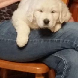 Golden Retriever Puppies from Fiddle In Gold Retrievers