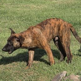 Dutch Shepherd Puppies from Acadia CanineTM