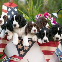 English Springer Spaniel Puppies from Carol Jansen's Cascadian Springer Spaniels