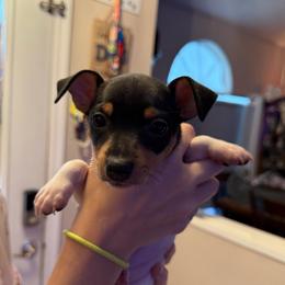 Baby 1 - White black and tan male Toy Fox Terrier puppy in Clermont, Florida from Debbie Hiles's Toy Fox Terriers