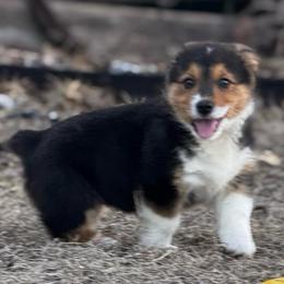 Cindy Lou Who - White and black female Pembroke Welsh Corgi puppy in Nortonville, Kansas from Low Riders Corgis & Mini Aussies