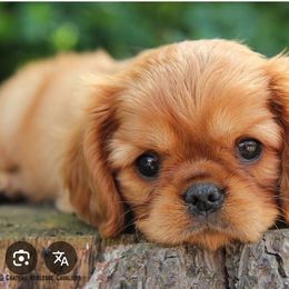 Rosie Bell - Ruby female Cavalier King Charles Spaniel puppy in Saint Augustine, Florida from STARGAZER CAVALIERS