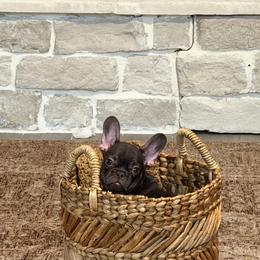 Louie - Blue male French Bulldog puppy in Florida from Doxie Rugrats