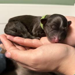 Slate - Blue merle male Aussiedoodle puppy in Kensington, Ohio from Hickory Hideaway Doodles