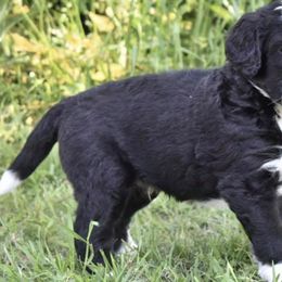 Bernedoodles, Goldendoodles, and Poodles from Four Willows Farm