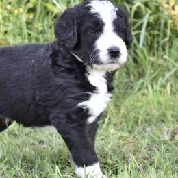 Bernedoodles, Goldendoodles, and Poodles from Four Willows Farm