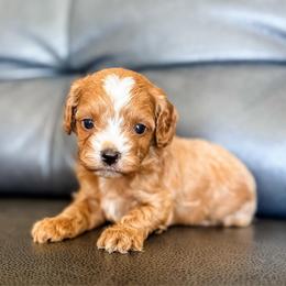 Romeo - Red male Cavapoo puppy in Saint George, Utah from Fitzdoodles