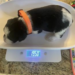 Girl 3 - female Miniature Schnauzer puppy in Flintstone, Georgia from Lovey Mini Schnauzers