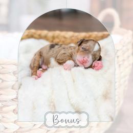 Bonus - Chocolate merle male Bernedoodle puppy in Sulphur, Louisiana from Curly Q’s Of Carlyss