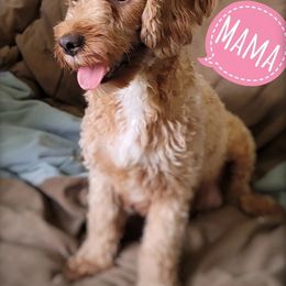 Penny - Cavapoo