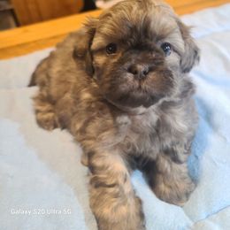 Puppy 4 - Blue male Shih Tzu puppy in Belleville, Michigan from Patricia's Heavenly Earth Angels