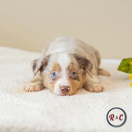 Colarodo - Red merle female Miniature Australian Shepherd puppy in Buna, Texas from R & C Kennels