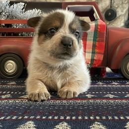 Queen Boy 3 - Red speckled male Australian Cattle Dog puppy in Monroe, Louisiana from The Sweet Kennels