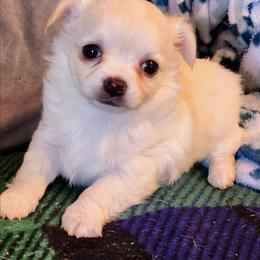 Annie AKC - Cream and white female Chihuahua puppy in Greenfield, Ohio from Paradise Chihuahua Kennel
