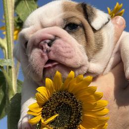 Sprout - Fawn brindle and white male Bulldog puppy in San Antonio, Texas from Bulldogzilla Breeders