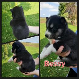 Siberian Husky Puppies from Haase Family Kennels