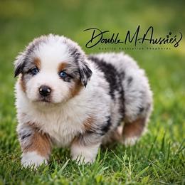 Duke - Blue merle male Australian Shepherd puppy in Olivehurst, California from Double M Aussies