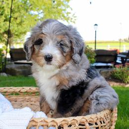 Boone-BLUE EYE - Blue merle male Bernedoodle puppy in Apple Creek, Ohio from Cuddle Paws