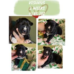 Vesuvius - Black and white male Siberian Husky puppy in Florence, Kentucky from Moonlight Howl Huskies