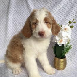 Stella - female Australian Mountain Doodle puppy in Blairstown, Missouri from Shepherd Hill Doodles