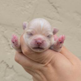 Boy 2 - Cream male Chihuahua puppy in Vineland, New Jersey from Royal Companion's