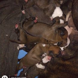 Boxer Puppies from Tanya's Boxers