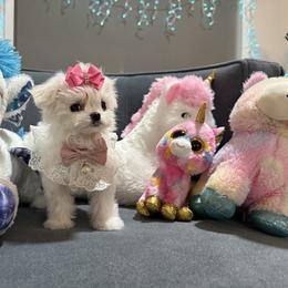 Aslin 6000 - White female Maltese puppy in Miami, Florida from Natalias Tiny Chihuahuas