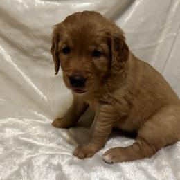 Girl 3 - Dark golden Golden Retriever puppy in Casper, Wyoming from Rosie’s Goldies