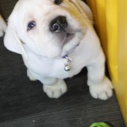 Boy Available - Yellow male Labrador Retriever puppy in Lakeside, California from Labs To Love