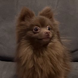 Pomeranian puppies from Peapod Pomeranians