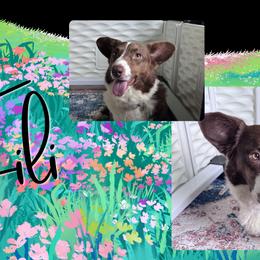 Fili - Cardigan Welsh Corgi