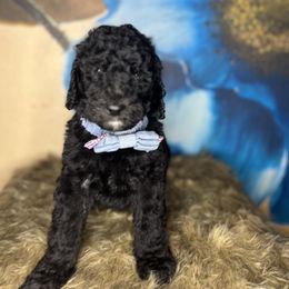 Truffles of Rocky Road - Goldendoodle puppy in Charlotte, North Carolina from Ben and Jerry Doodles