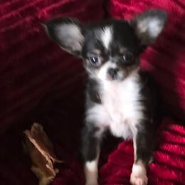 Diamonds - Black and white female Chihuahua puppy in Amity, Pennsylvania from Baxters Chihuahuas