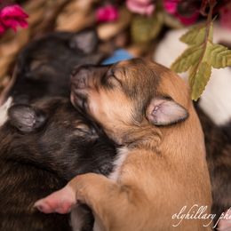 Silken Windhound Puppies from Amethyst Silken Windhounds