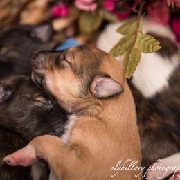 Silken Windhound Puppies from Amethyst Silken Windhounds