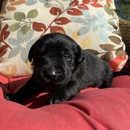 Boy 2 - male Labrador Retriever puppy in Alger, Ohio from Osborne Family Retrievers