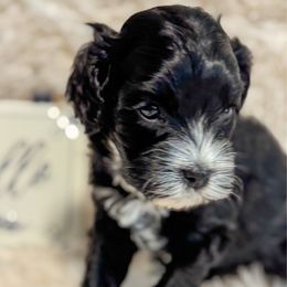 Oliver - Black and white male Cavapoo puppy in Hallsville, Missouri from Cedar Hill Pups
