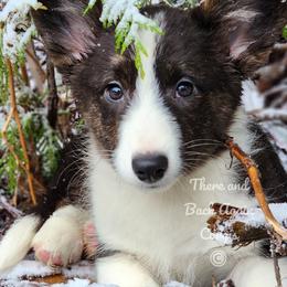 American Corgi and Cardigan Welsh Corgi Puppies from There and Back Again Corgis