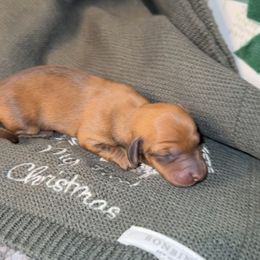 Ember - Sable female Dachshund puppy in Barstow, California from Kindle & Burrow Dachshunds