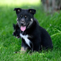 Inka - Black and tan female Lapponian Herder puppy in Prattsburgh, New York from Maalattu Koirankoppi Lapponian Herders