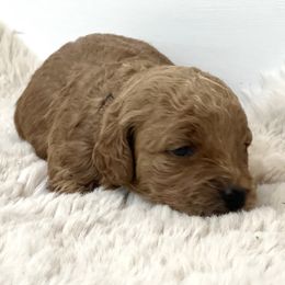 Goldendoodle Puppies from Doodles and Cavaliers
