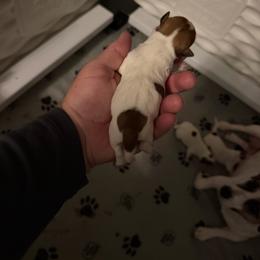 Girl 1 - Tri-color female Jack Russell Terrier puppy in Lehigh Acres, Florida from Clawson and Sons Farm