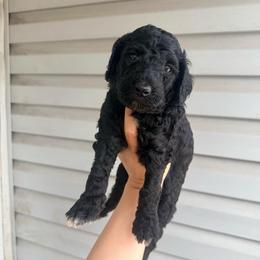 Sarabi - Green Band Girl - Black female Poodle puppy in Plainfield, New Jersey from Caris Paws Poodles and Labradoodles