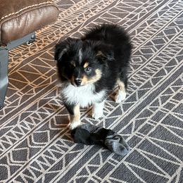 Miniature Australian Shepherd Puppies from SR Toy & Mini Aussies