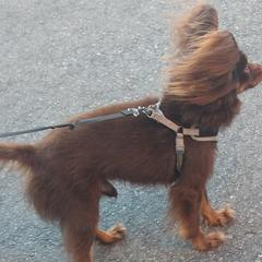 Vadium - Russian Toy