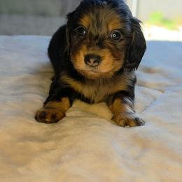 Black - Tan Dapple Male - Dapple male Dachshund puppy in Woodland, Washington from SJs Dachshunds